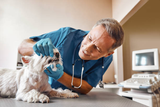 Best Pediatric Emergency Dentist in Ingalls Park, IL